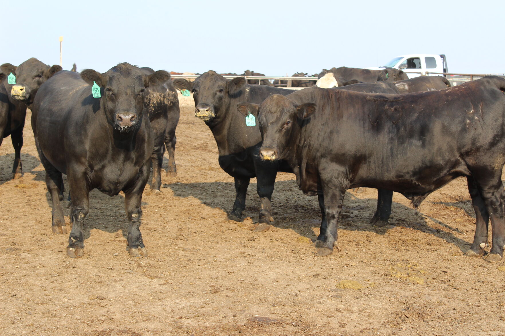 FL Cattle on Feed